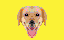 hecking cute puppy