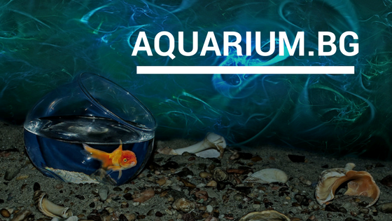 aquarium bg