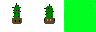 kaktus