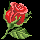 single rose