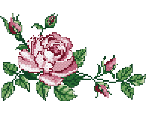 pink rose