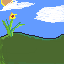 sunflower1