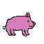 pig