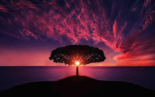 the tree el arbol