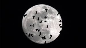 la luna llena