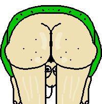 foo baldi ass