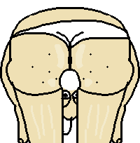 baldi ass ass ass
