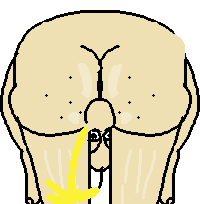 baldi