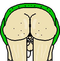 baldi 18 ass