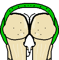 baldi ass