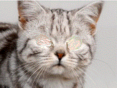 cat no eyes no
