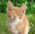 cat no eyes