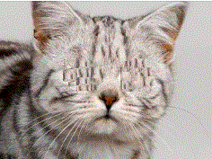 cat no eyes 2