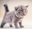 cat no eyes 2 no cat