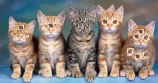 cats aaaaaaaaaaaaaaaaaaaaaaaaaaaaa aaaaaa aaaaaaaaa aaaaaaa