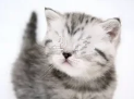 cat no eyes
