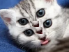 cat aaaaaaaaaaa mutant cat