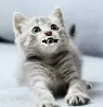 eyes in mouth cat