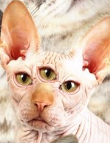 cat eyes 3
