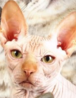 cat lol