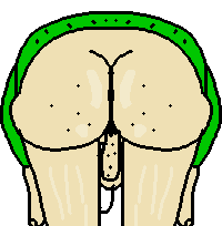 baldi 18 ass