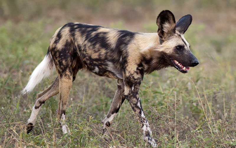 perro salbaje