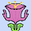 tulipan