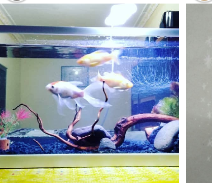 sometimes good fishes they are there feed the fish in the aquarium saw they swore so much broke everything already without water can live and tomato everything was broken there was fighting all men so fought battle rubbed