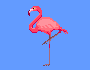 flamingo