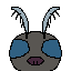 moth