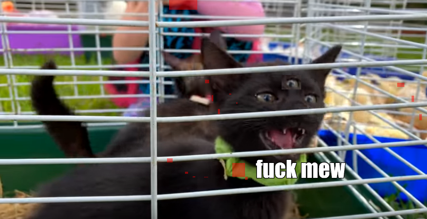 this wild kitten attacked this girl and devoured the guts of the meat the bones remained and the kitten bled and bit and scratched the kitten ate this girl gobbled completely the skeleton remained the girl died