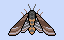 moth