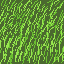 grass