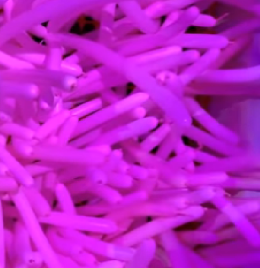 i say these pink stripes are from the thing they don t bite in any way because these things i don t know what they re called