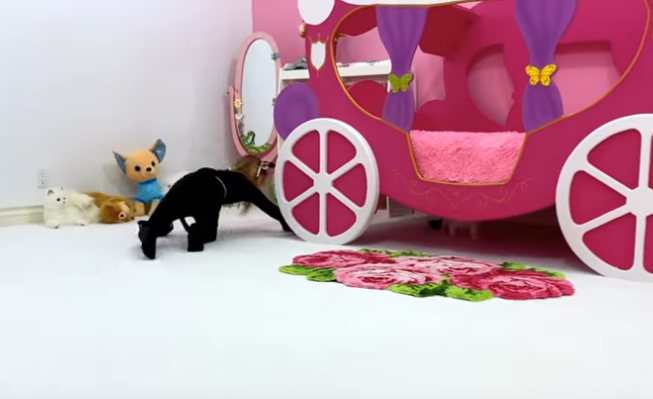 the girl brought a cat there were stupid toys there what do you say about this picture