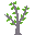 acacia sapling
