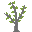 acacia sapling