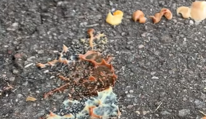 people look it s unpleasant don t look poop at it it s disgusting peggle 1
