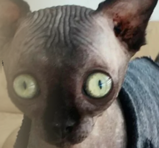 peggle 17 hhhh cattttttttt