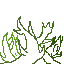 plants