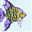 pixie engine example