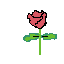 rosas