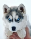 husky