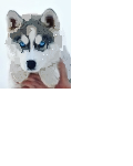 husky