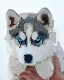 husky