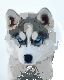 husky