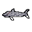 tibu