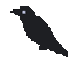 raven