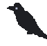 raven