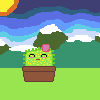 new cactus x2